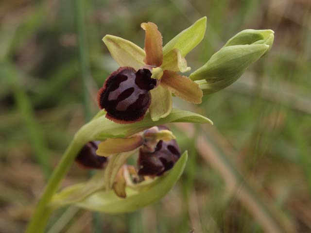 Orchidee dalla murgia Materana